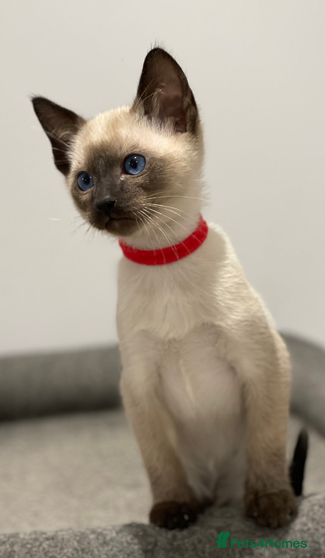 Siamese cats for sale: GCCF Registered Traditional Siamese Kittens  - Image 30