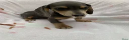 Dachshund dogs for sale: ****4 beautiful boys *** in Nottingham - Advert 18