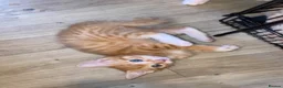 Mixed Breed cats for sale: Beautiful Ginger Kittens!  in London - Advert 16