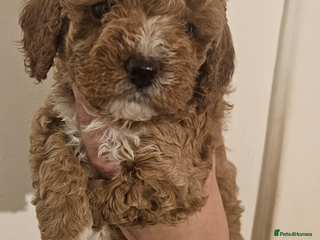 Cavapoo dogs 5 Beautiful Deep Red F1B Cavapoo Pups - Advert 11