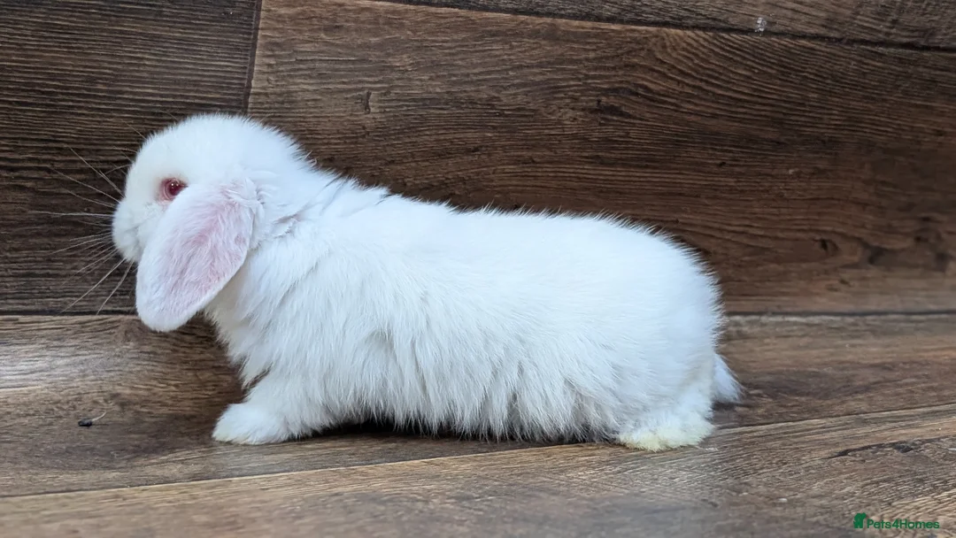 Mini Lop rabbits for sale: Mini lops shoe lines - Advert 13