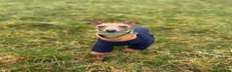 Italian Greyhound dogs for sale: KC REG Italian greyhounds DUE! - Advert 2