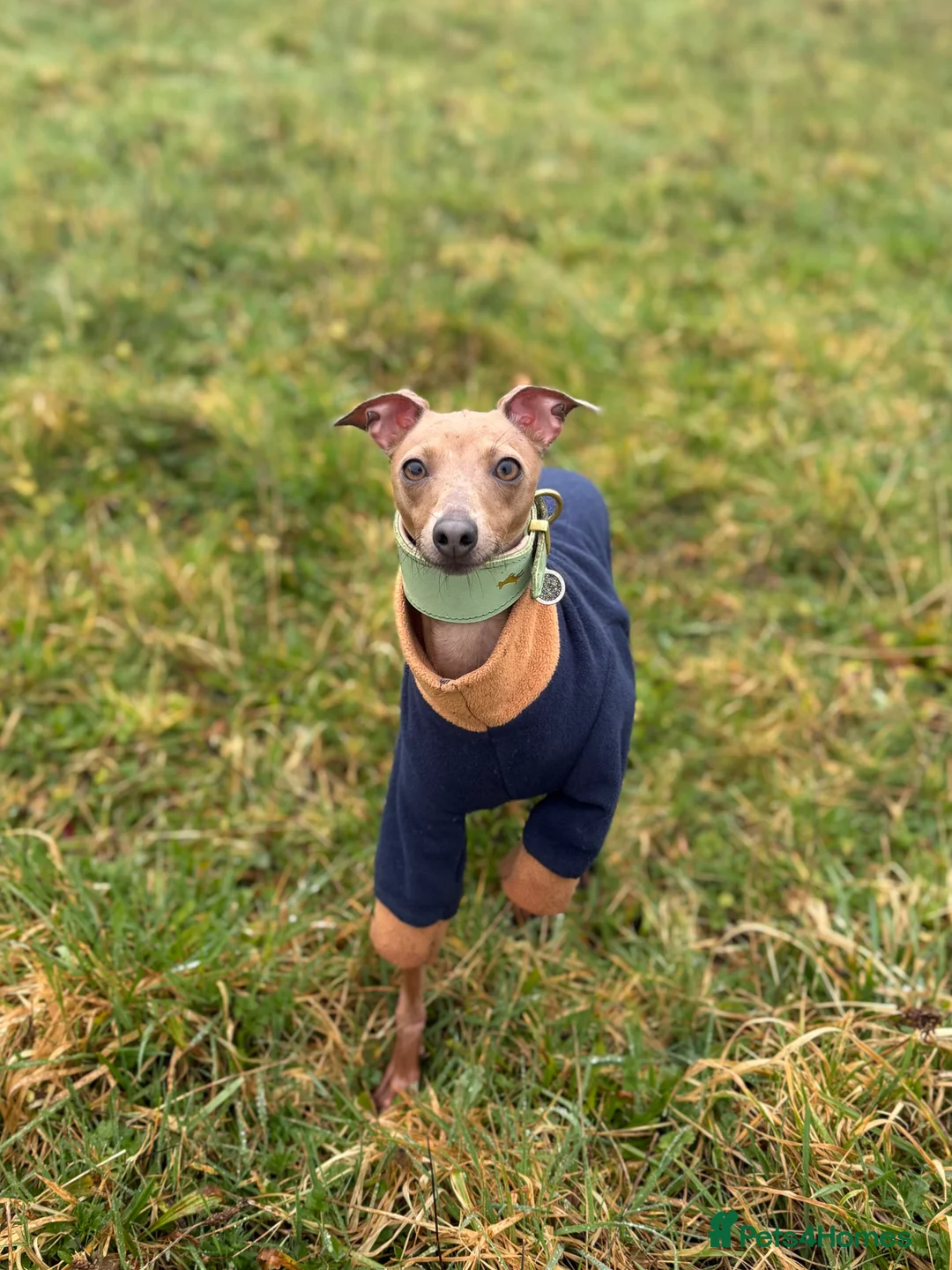 Italian Greyhound dogs for sale: KC REG Italian greyhounds DUE! - Advert 2