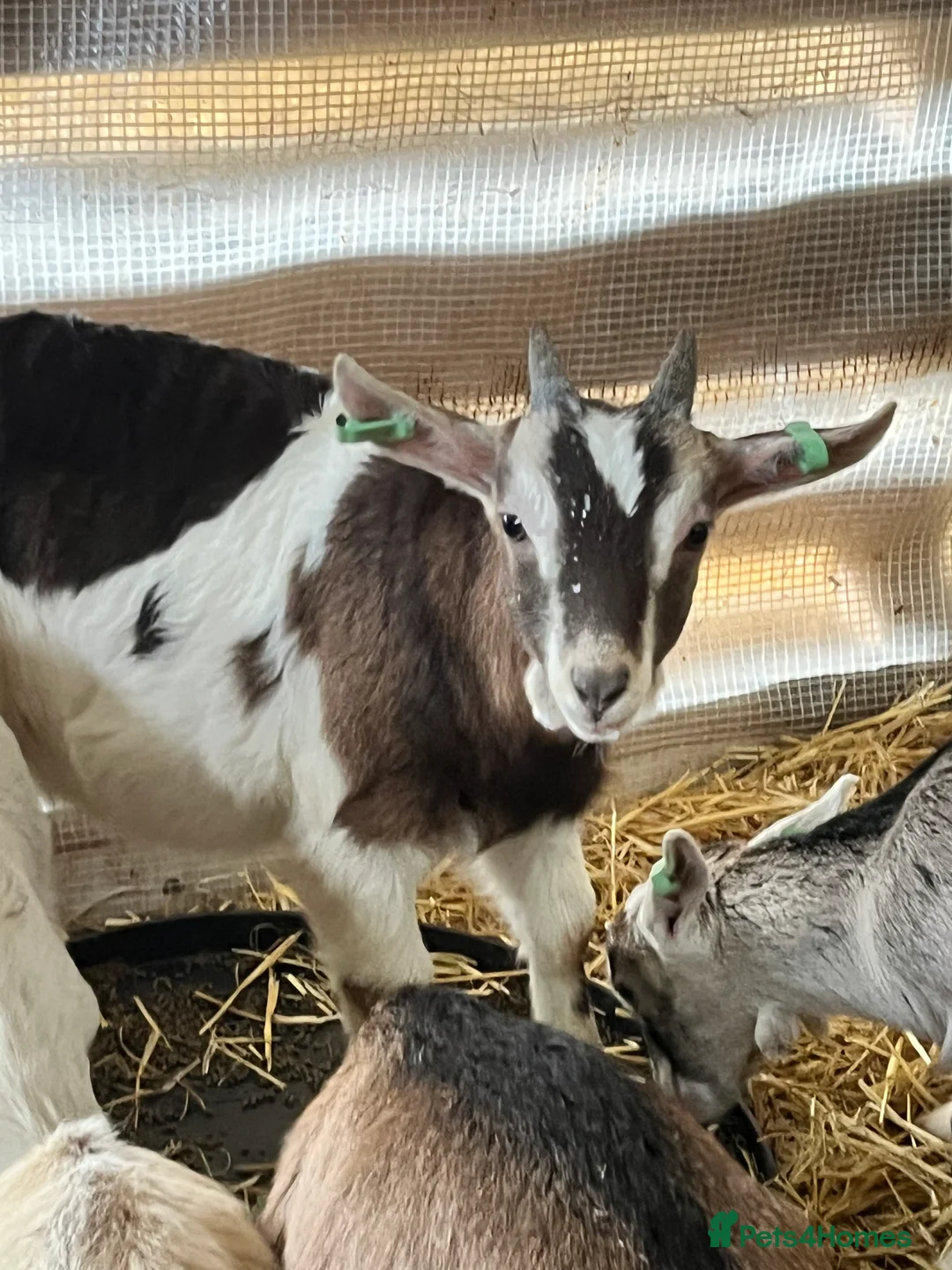 Goats livestock for sale: Sid the super goat!  - Advert 2