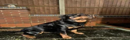 Rottweiler dogs for sale: German rottweiler puppies  in Birmingham - Advert 3