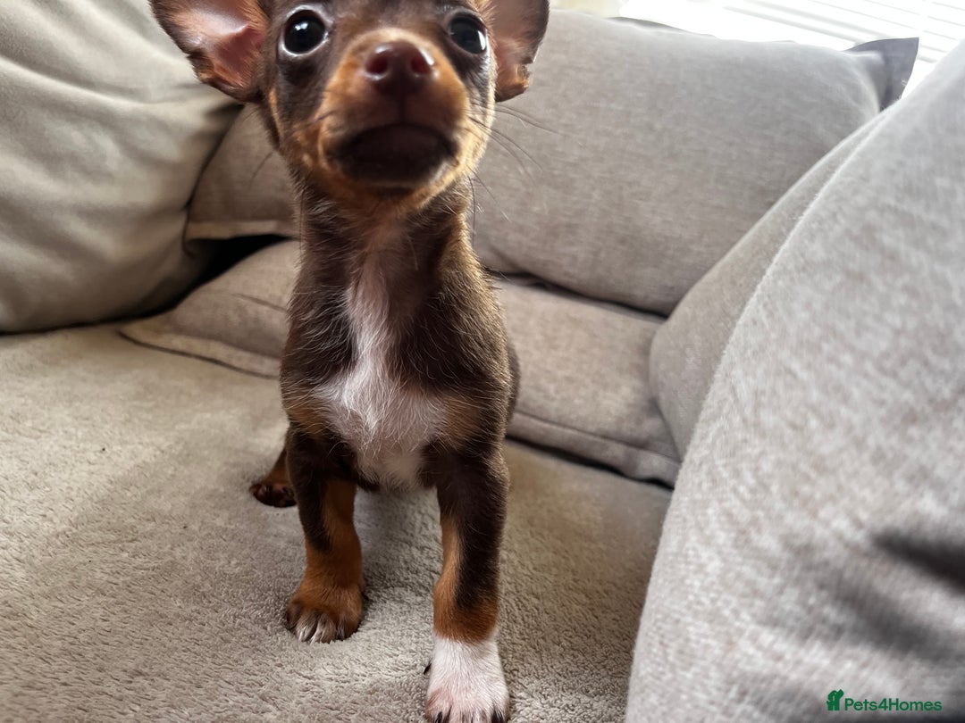 Mixed Breed dogs for sale: Adorable Dachshund x Pomchi Puppies - Image 19