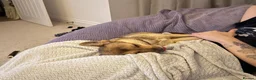 Mixed Breed dogs for adoption: ❤️🐶 RUBAH – PROFESSIONAL CUDDLE COLLECTOR in Ely - Advert 23
