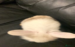 Lionhead rabbits for sale: 4 baby bunnys for sale - Image 2