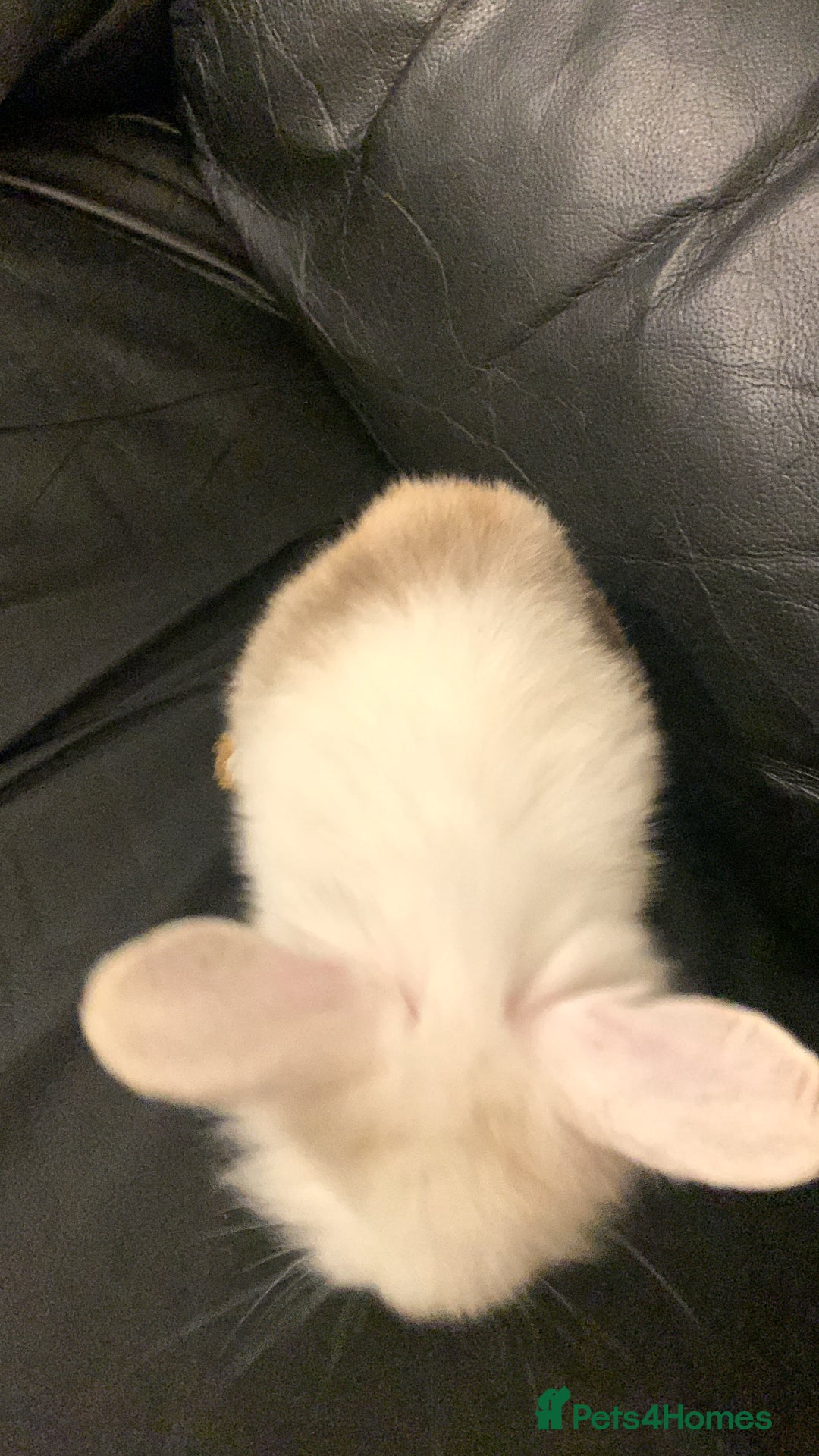 Lionhead rabbits for sale: 4 baby bunnys for sale - Image 2