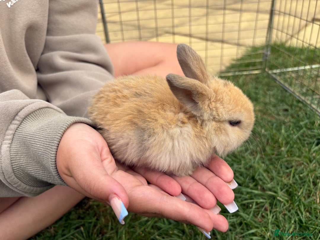 Mini Lop rabbits for sale: Adorable Baby Mini Lop Rabbits – Ready Soon! ✨🐰 - Image 2