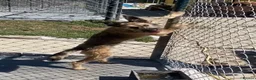 Mixed Breed dogs for adoption: Clyde, 1 yr old approx. Available for adoption. in Brixham - Advert 5