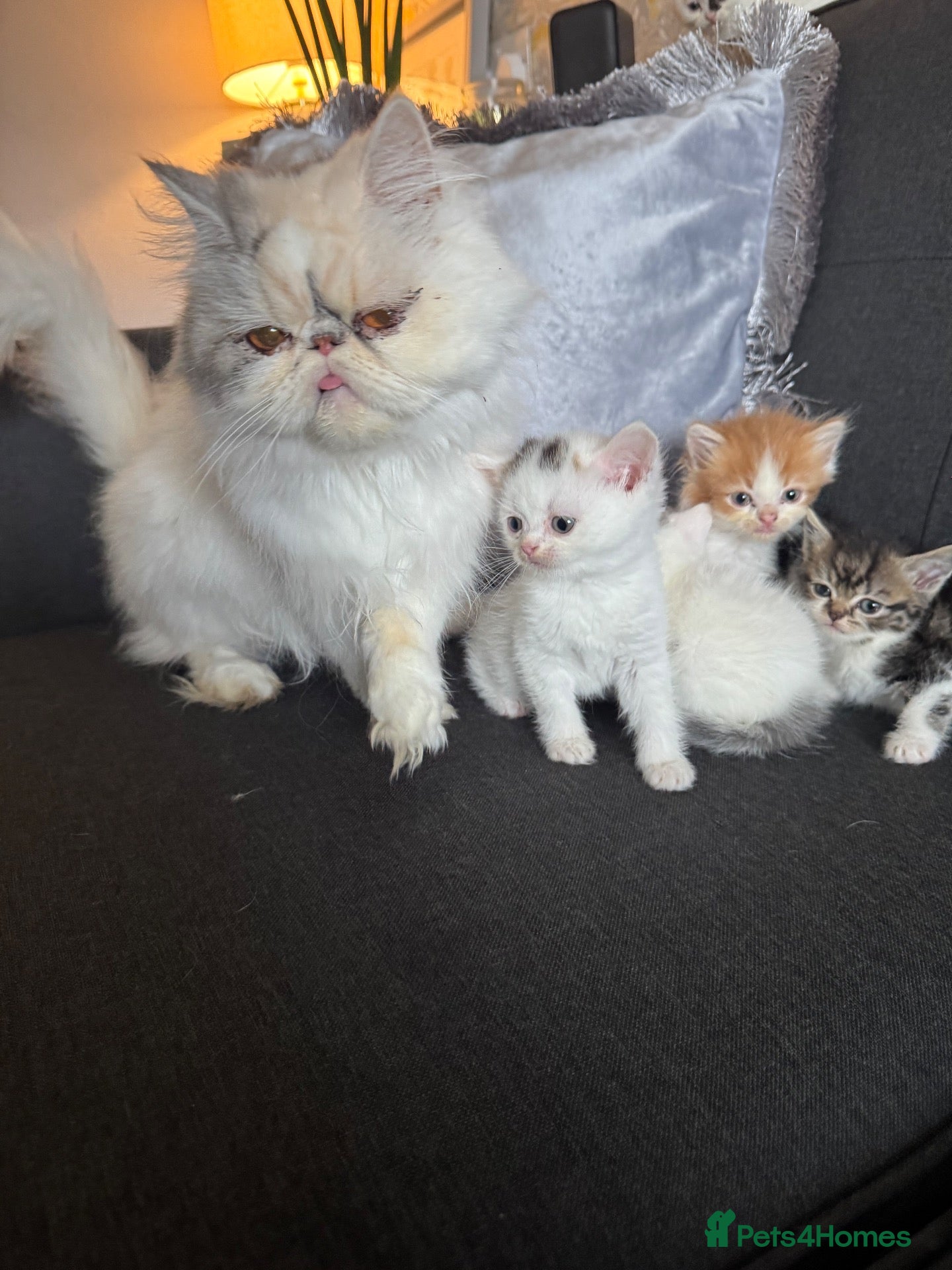Perdoll cats Persian x Ragdoll kitten  - Advert 1