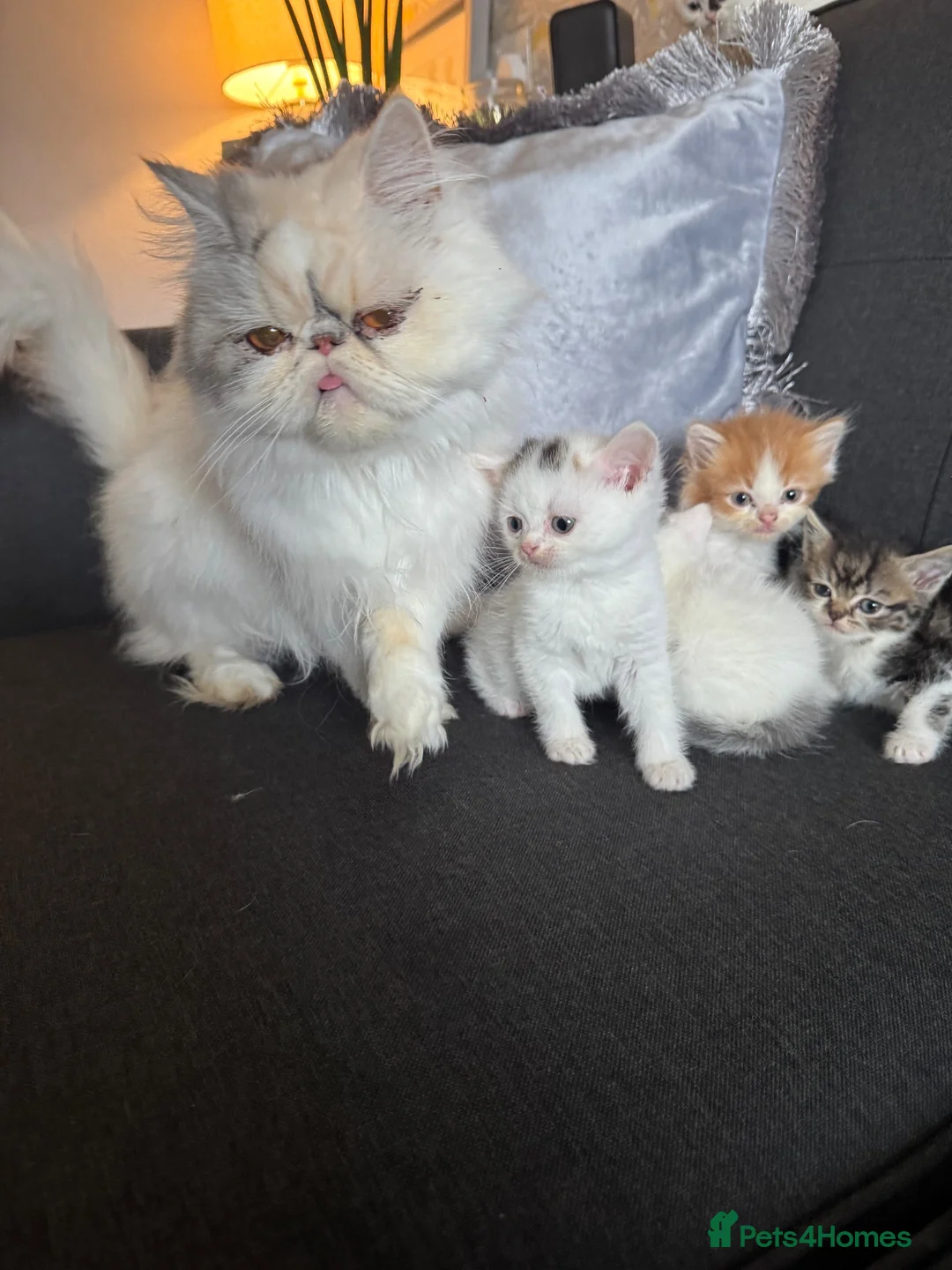 Perdoll cats for sale: Persian x Ragdoll kitten  - Advert 1