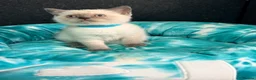 British Shorthair cats for sale: Fluffy BSH Kittens READY NOW - Advert 16