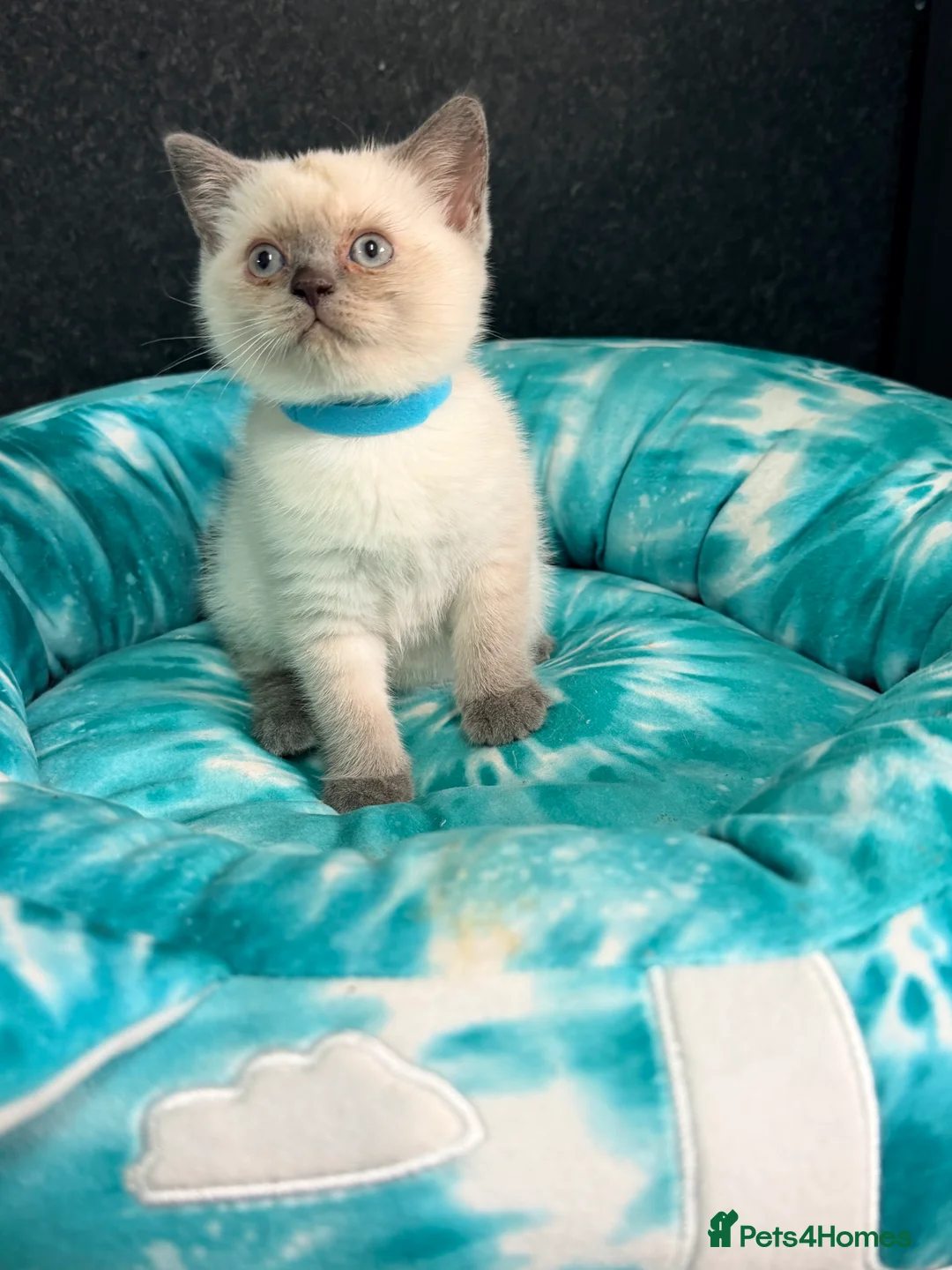 British Shorthair cats for sale: Fluffy BSH Kittens READY NOW - Advert 16