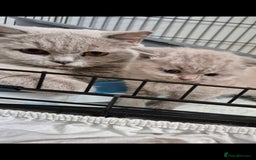 British Shorthair cats for sale: British Shorthair Kittens  - Image 3