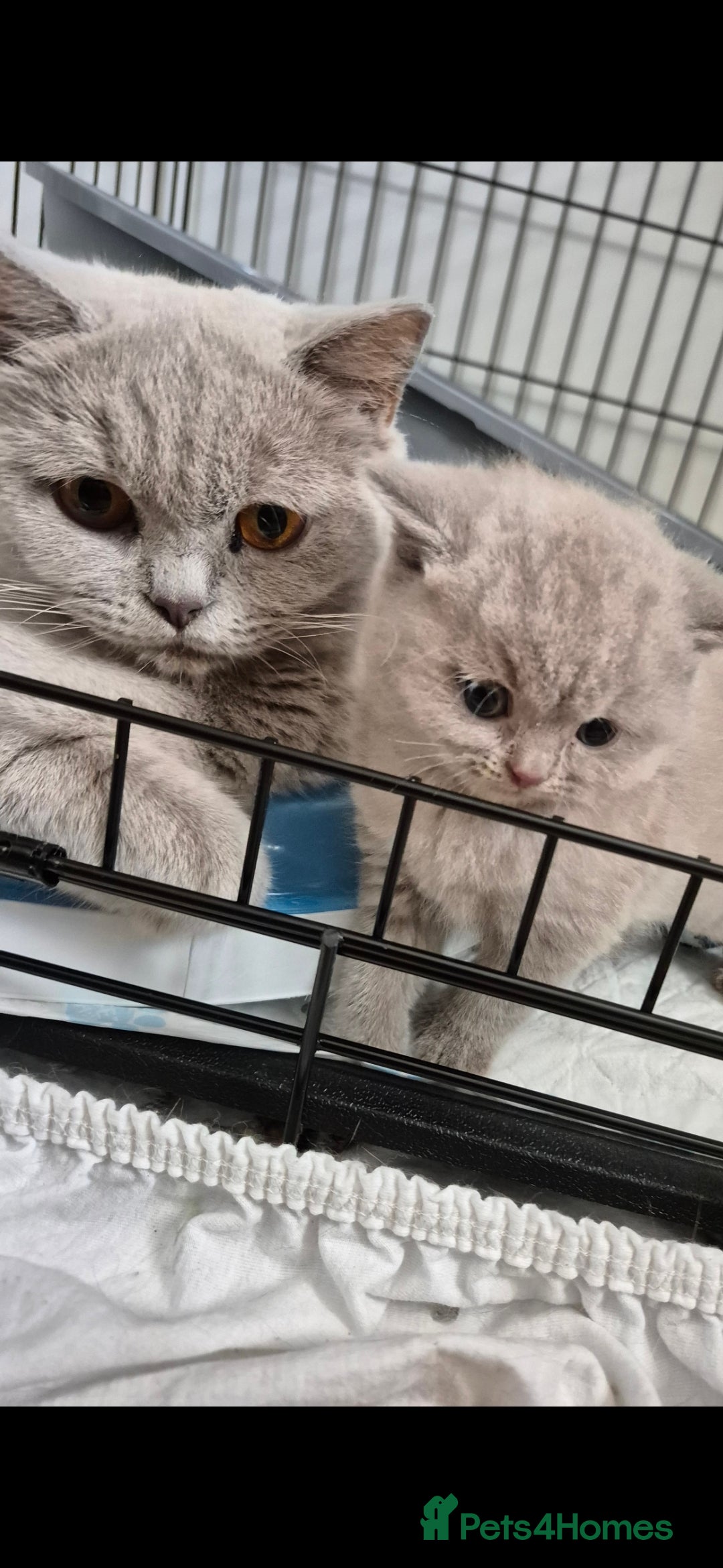 British Shorthair cats for sale: British Shorthair Kittens  - Image 3