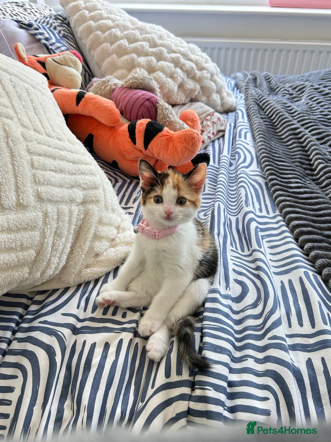 Mixed Breed cats for sale: Mochi Kimchi & Miso - Advert 15