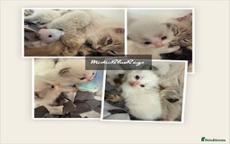 Ragdoll cats for sale: 💙🩷GCCF RAGDOLL KITTENS 3, 5 & 20WKS  AWARD WIN🥇 - Image 30