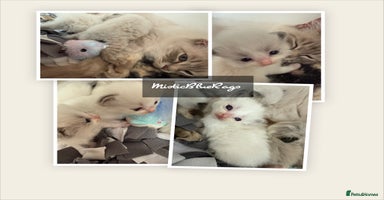 Ragdoll cats - Advert 3