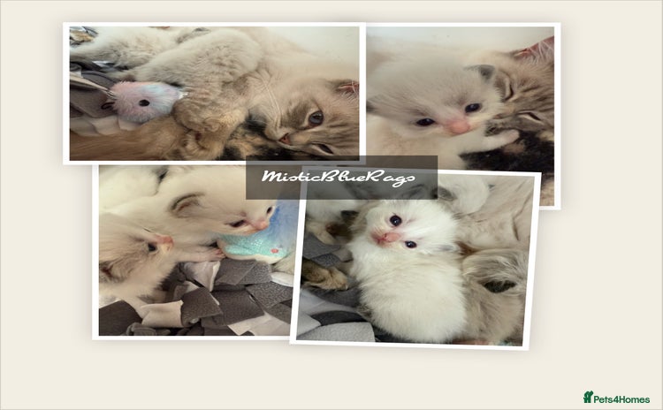 Ragdoll cats - Advert 9