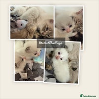 Ragdoll cats - Advert 1