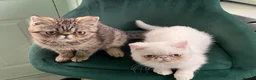 Exotic cats for sale: Exotic Persian  - Advert 4