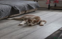 Siberian Husky dogs for sale: Please read! 2 siberian husky puppies for sale - Image 1