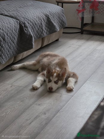 Siberian Husky dogs - Advert 1