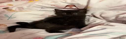 British Longhair cats for sale: Storm and niggle in Eastbourne - Advert 8