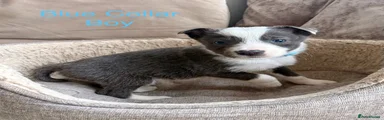 Border Collie Puppy 1 Blue Collar