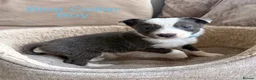 Border Collie dogs for sale: Border Collie Puppies Slate Blue & traditional. - Advert 4