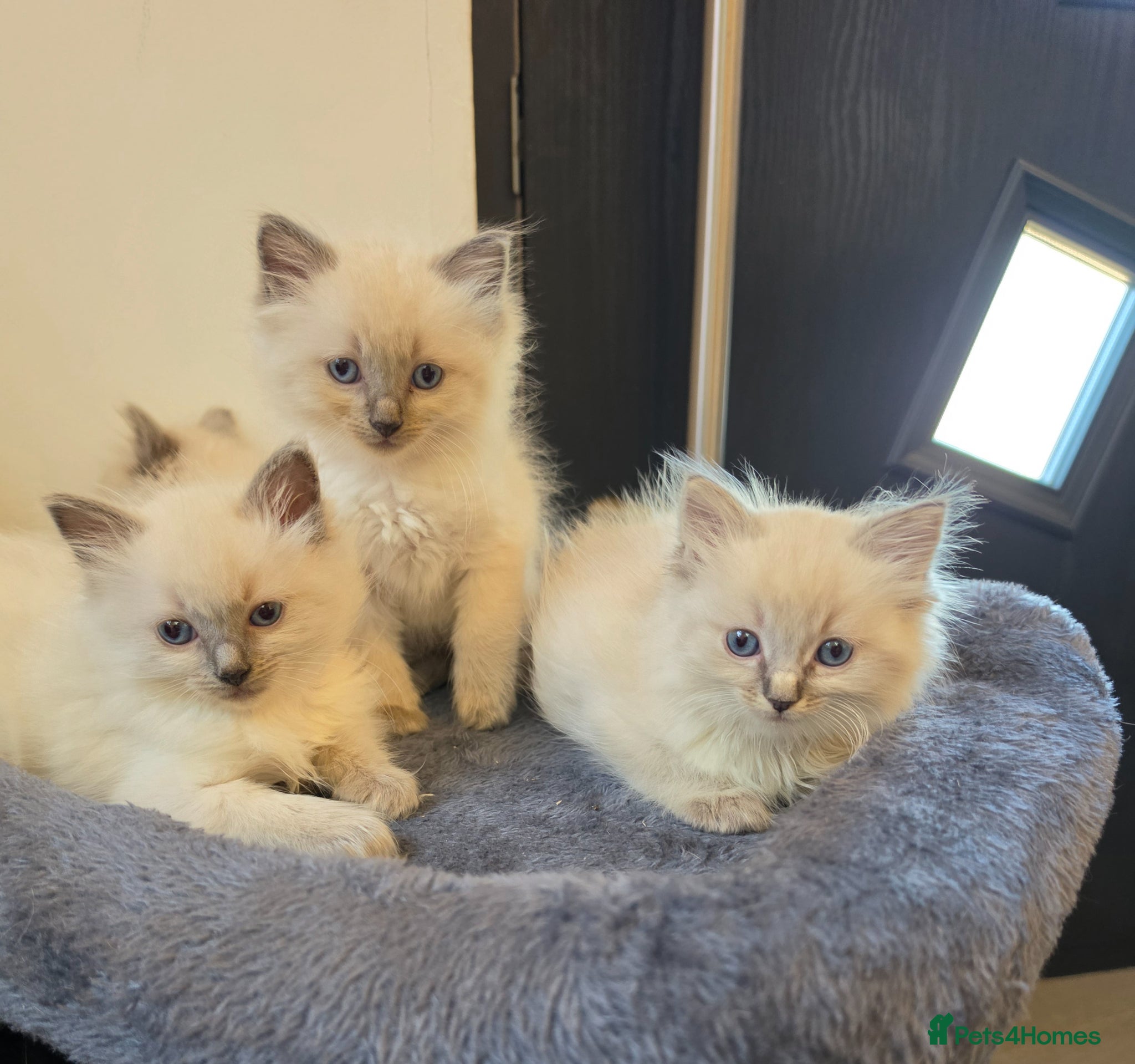 Ragdoll cats ragdoll kittens  - Advert 2