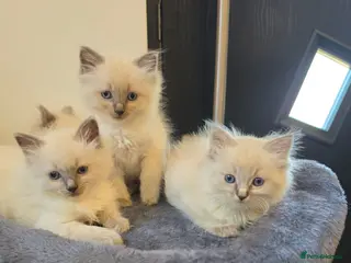 Ragdoll cats ragdoll kittens - Advert 2