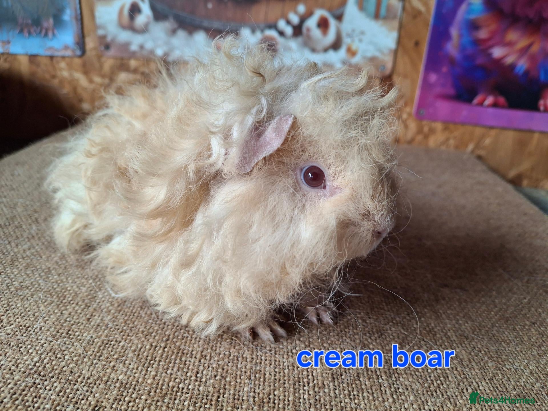 Guinea Pig rodents Lunkarya  - Advert 2