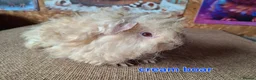 Guinea Pig rodents for sale: Lunkarya  - Advert 11