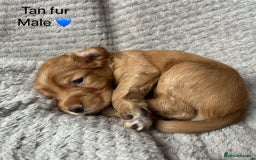 Cocker Spaniel dogs for sale: Our last pup ready to go!  - Image 5