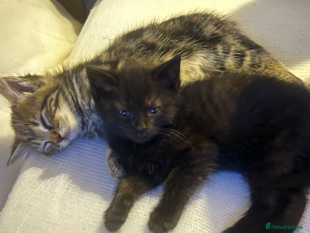 Mixed Breed cats for sale: 6 Kittens for sale - Image 2