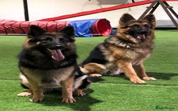 German Shepherd dogs for sale: German Shepherd Litter - Image 2