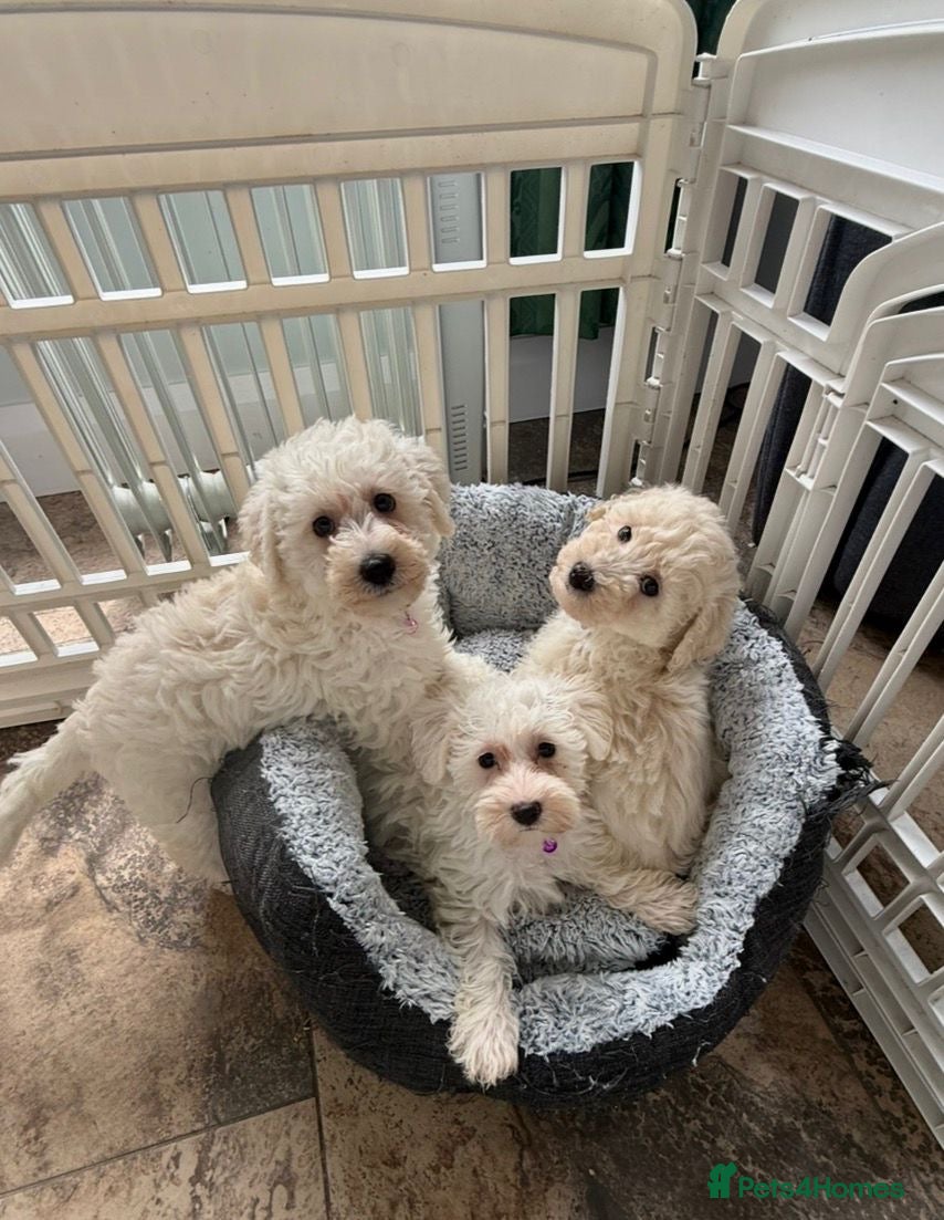 Westiepoo dogs Westipoo puppies - Advert 3
