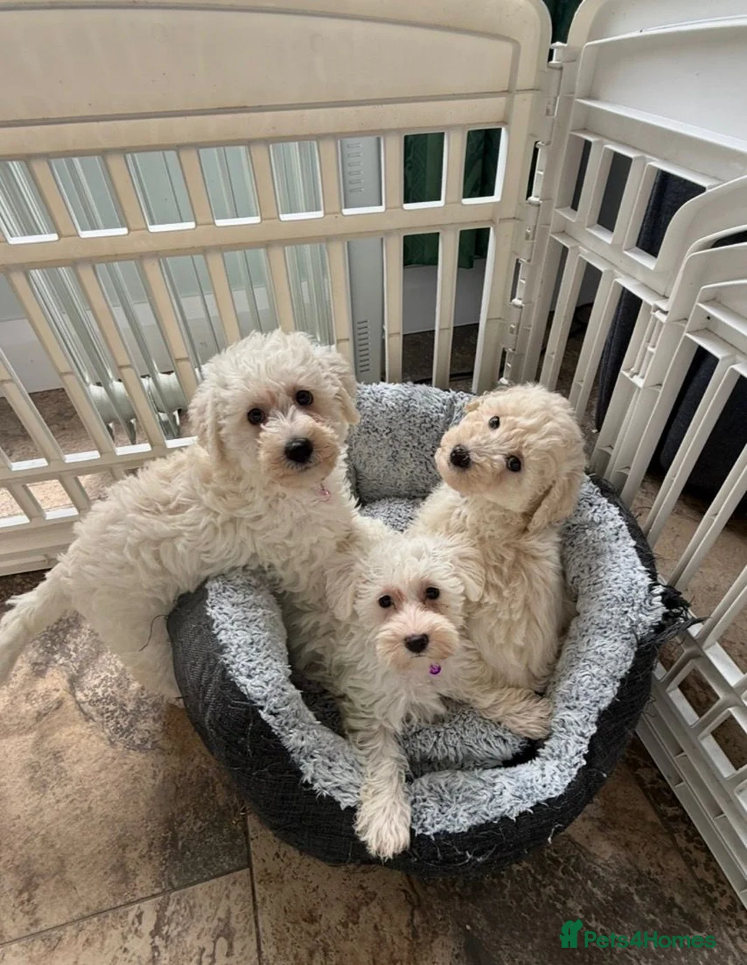 Westiepoo dogs for sale: Westipoo puppies - Advert 1