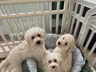 Westiepoo dogs Westipoo puppies - Advert 3