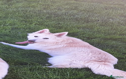 Mixed Breed dogs for sale: German shepherd X Great Dane  - Image 2