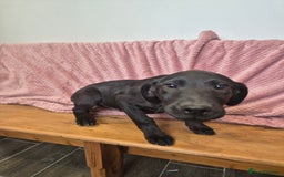 Labrador Retriever dogs for sale: Male labrador - Image 4