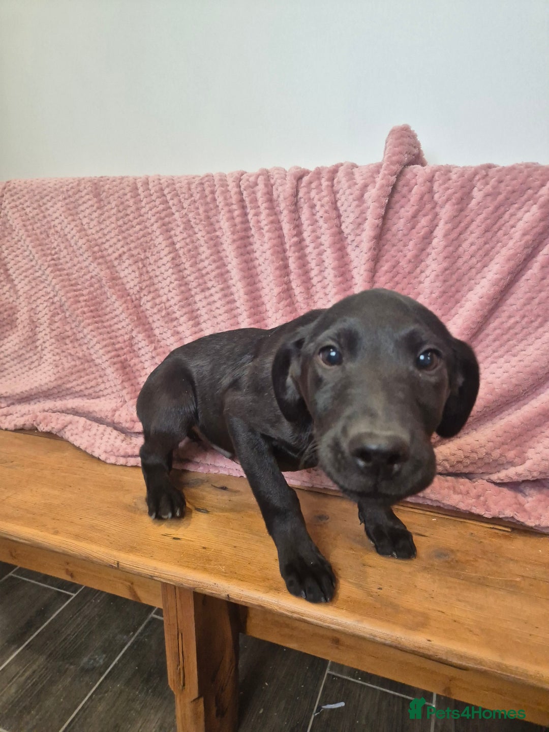 Labrador Retriever dogs for sale: Male labrador - Image 4