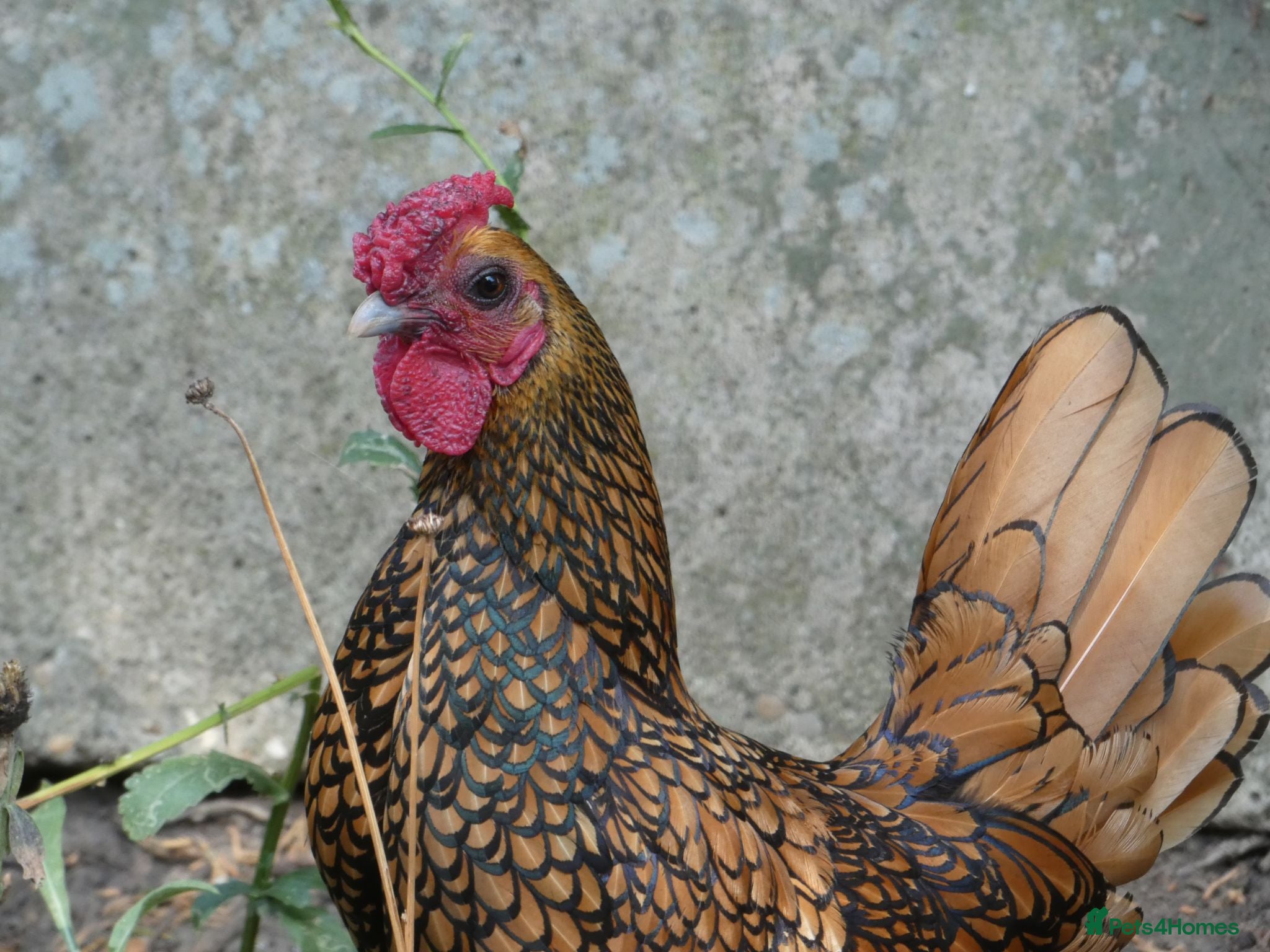 Chickens poultry 2 x Male Gold Sebright for free - Advert 1