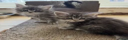 Maine Coon cats for sale: Champion line Maine coon active kittens - Advert 9