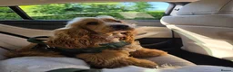 Cocker Spaniel dogs for stud:  Cooper English spaniel  - Advert 3