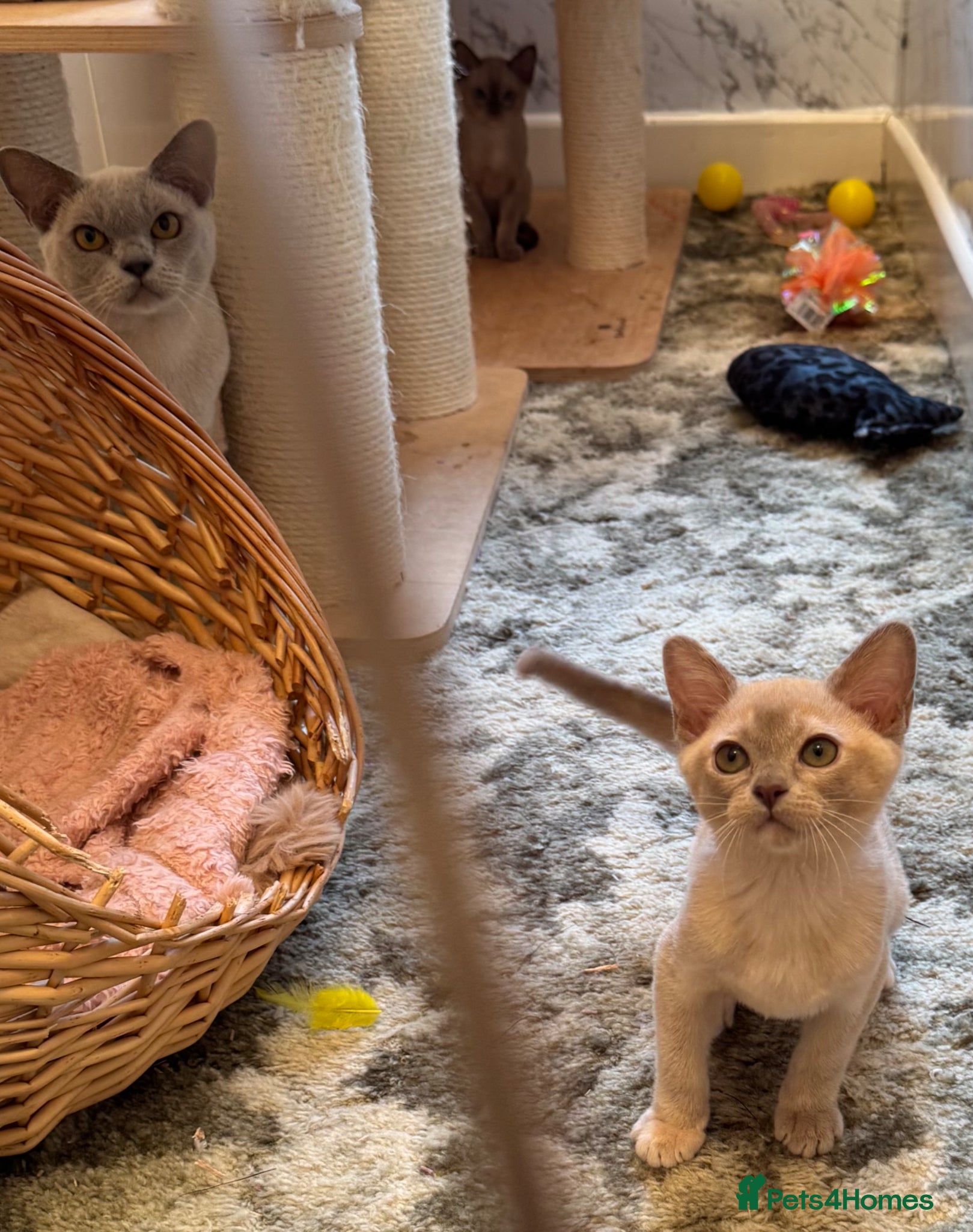 Burmese cats for sale: Adorable Burmese Kittens - Advert 14
