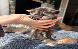 Bengal cats for sale: Beautiful half bengal kittens  - Image 9